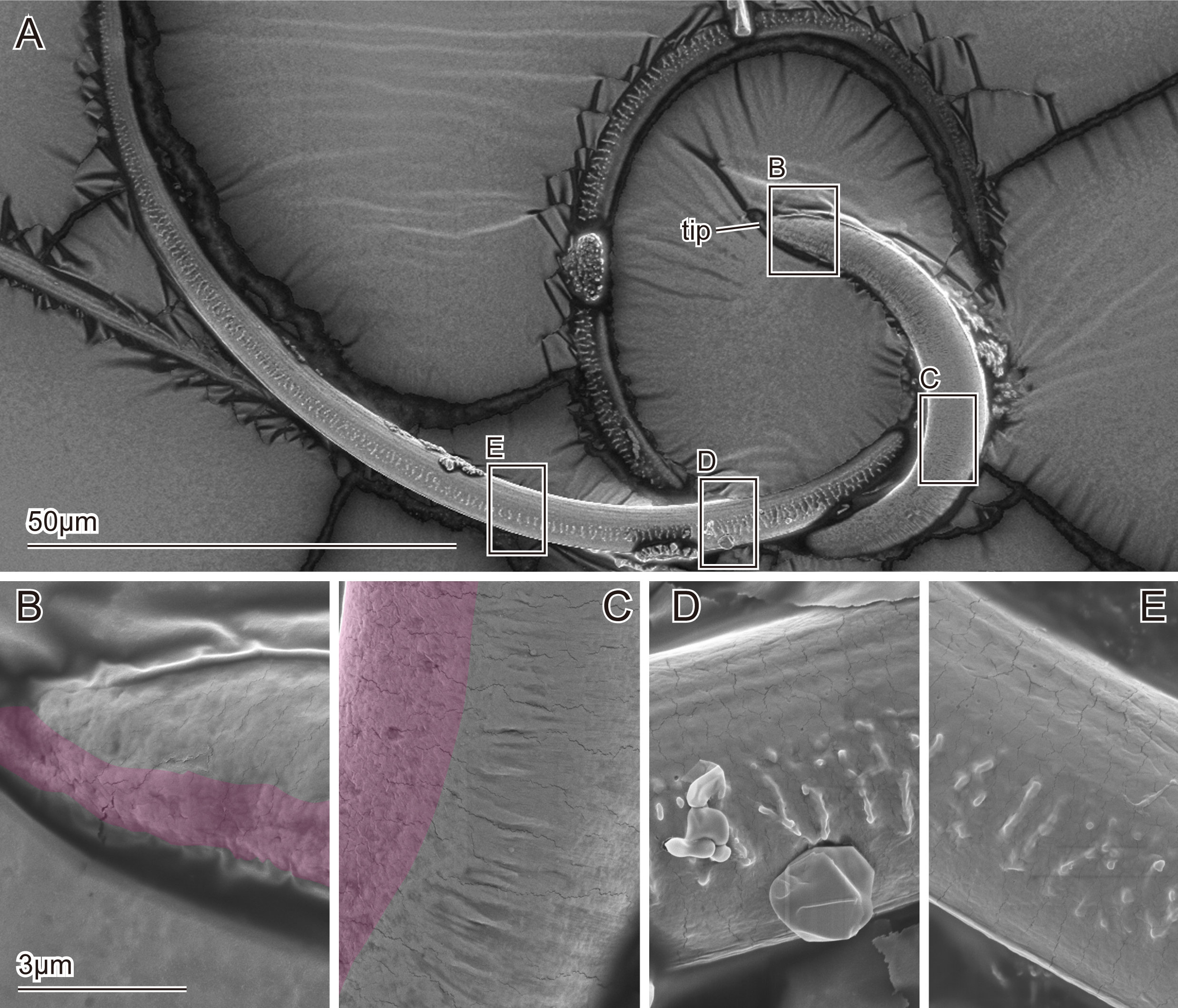 Study of beetle flagellum offers possible way to improve medical devices photo