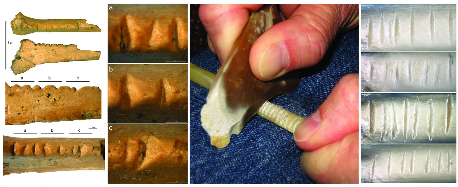 Decorated bird bone suggests Neanderthals had eye for esthetics