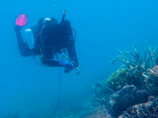 Vinegar offers hope in Great Barrier Reef starfish battle