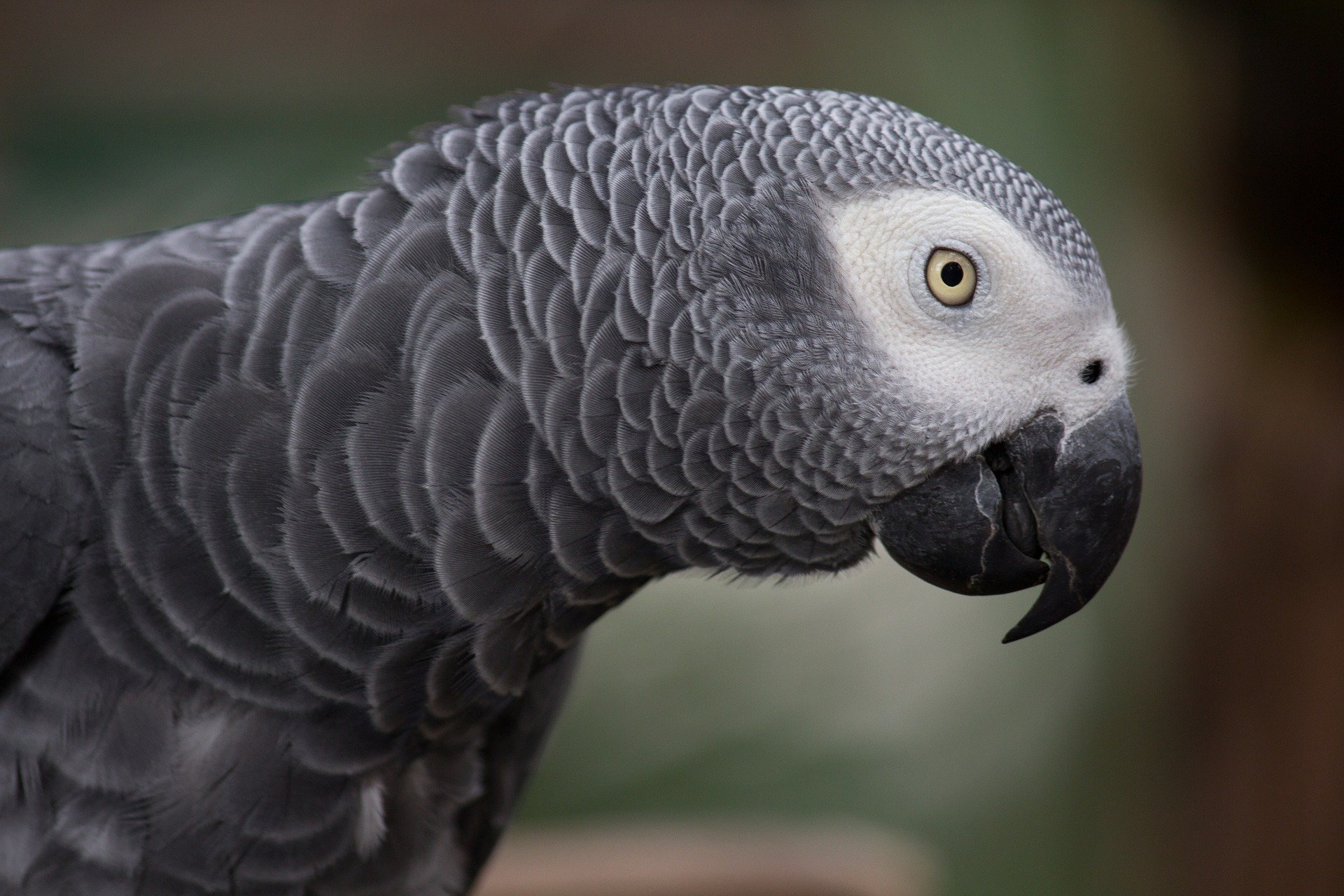 Researchers test intelligence of African grey parrot