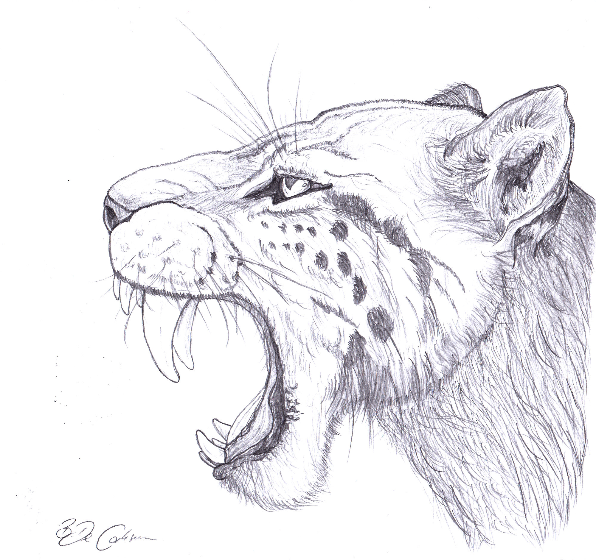 Sabertooth tiger sketch by RobertoBonelli on DeviantArt