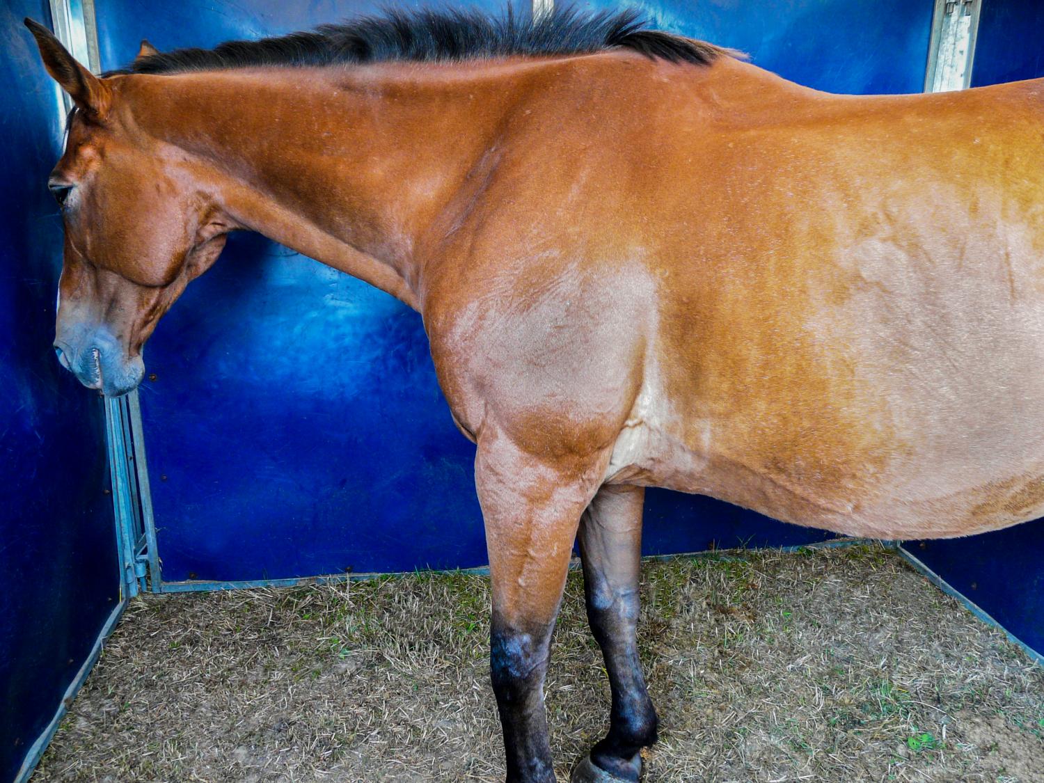 Болезнь лошадей 3. Эпизоотический лимфангит. Ревапневмония у лошадей.