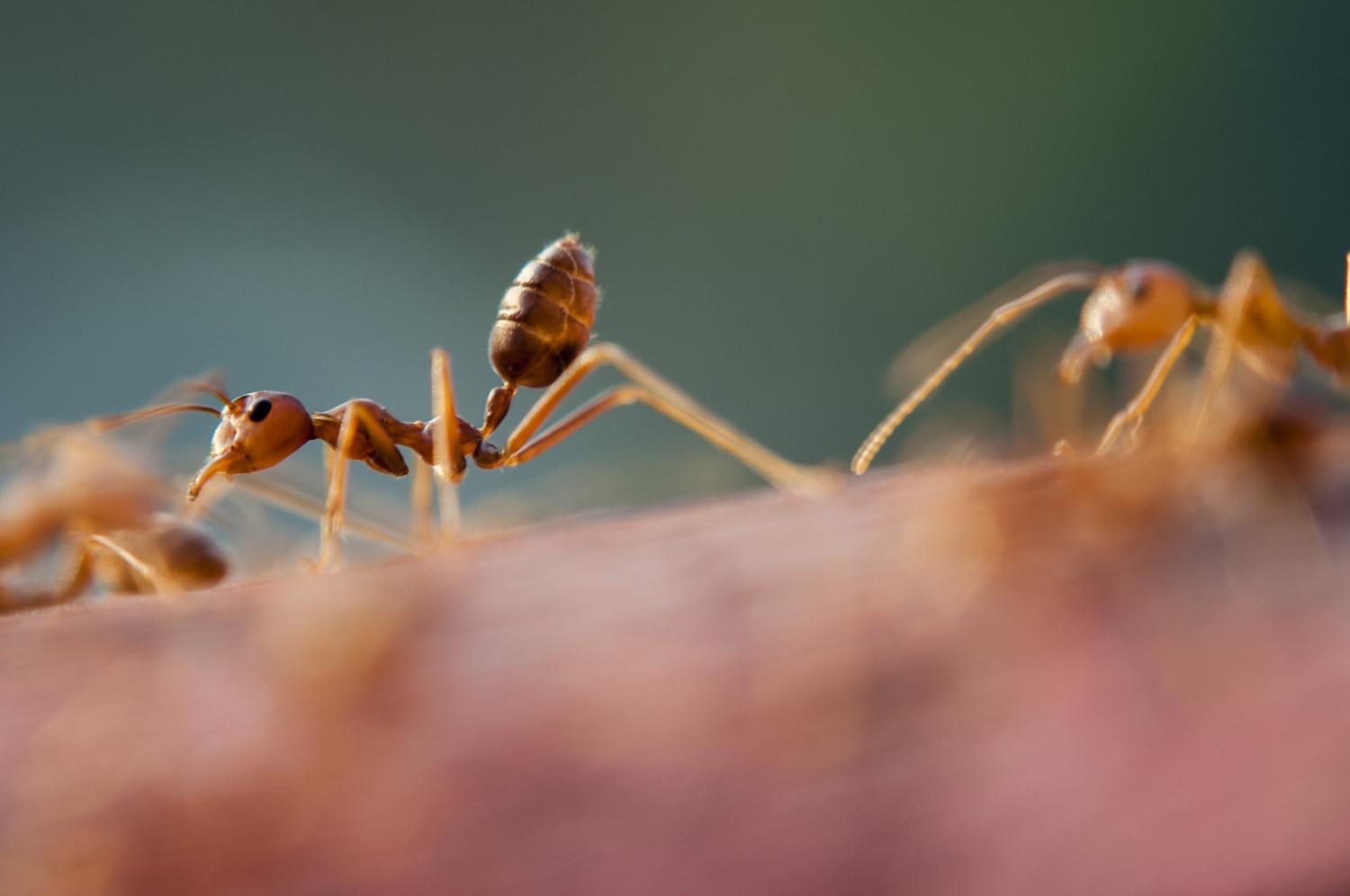 Nowa technologia śledzenia ujawnia ukryte żerowanie pustynnych mrówek
