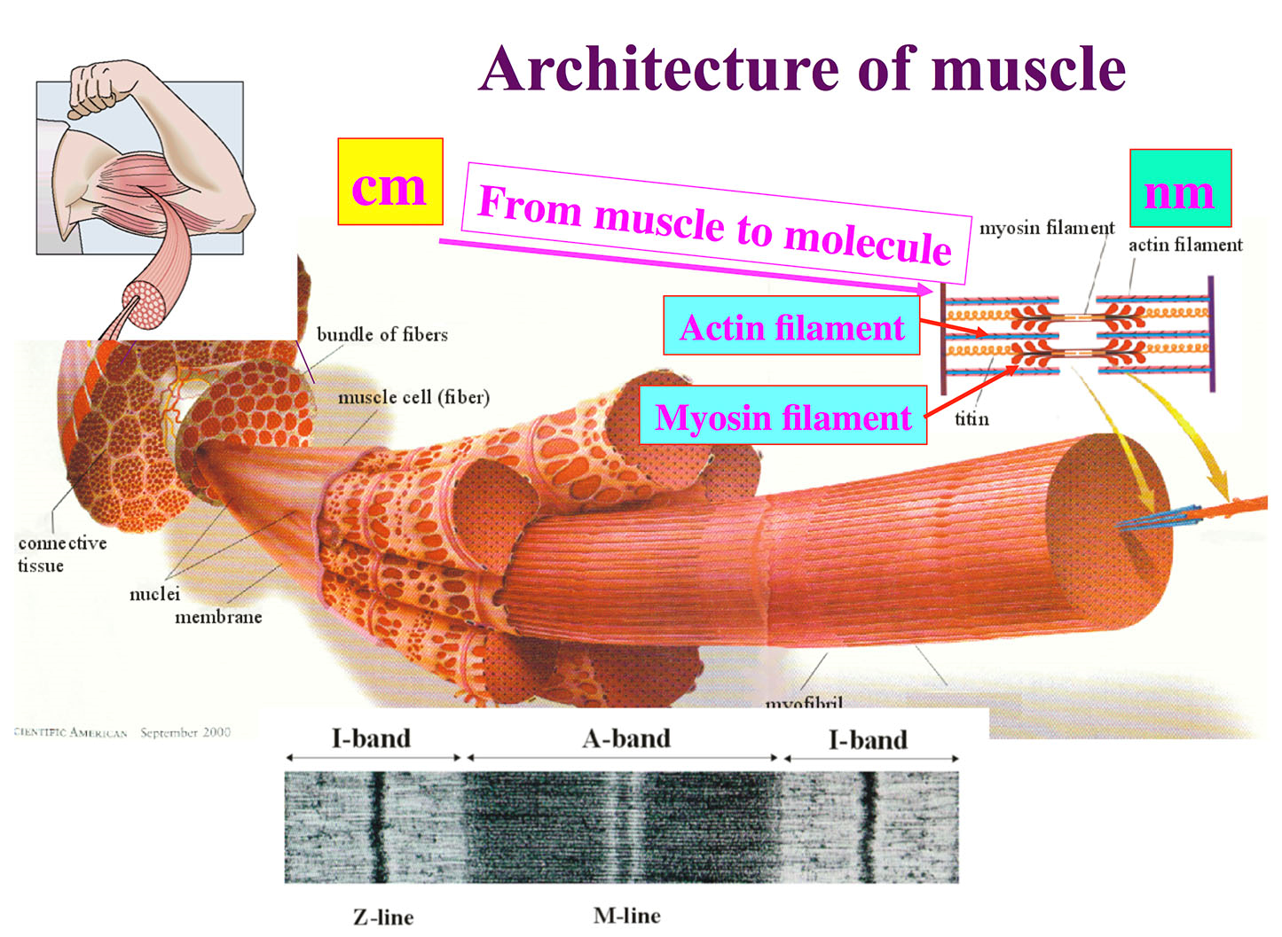myosin in muscle