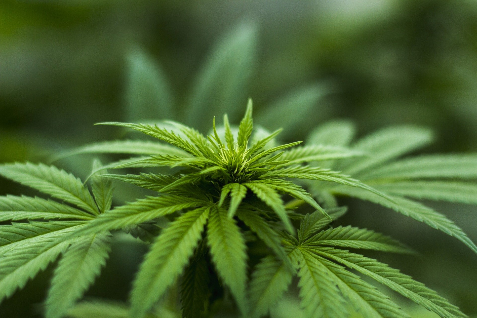 Recreational marijuana is now legal in New York - News - CITY NewsArts Life.