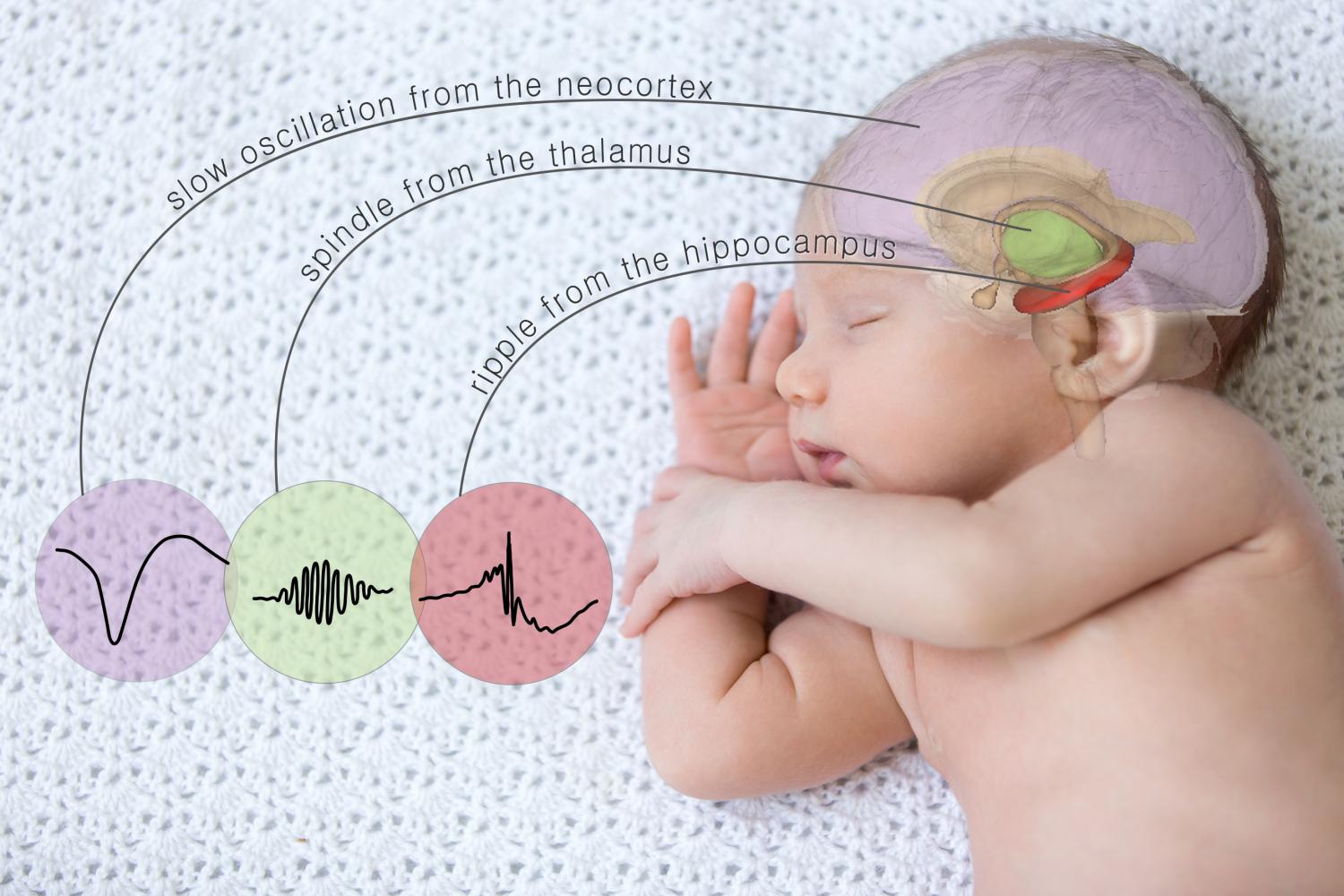 Работа мозга во время сна. Головной мозг ребенка. Биоритмы головного мозга. Мозговая активность ребенка. Влияние на деятельность мозга..