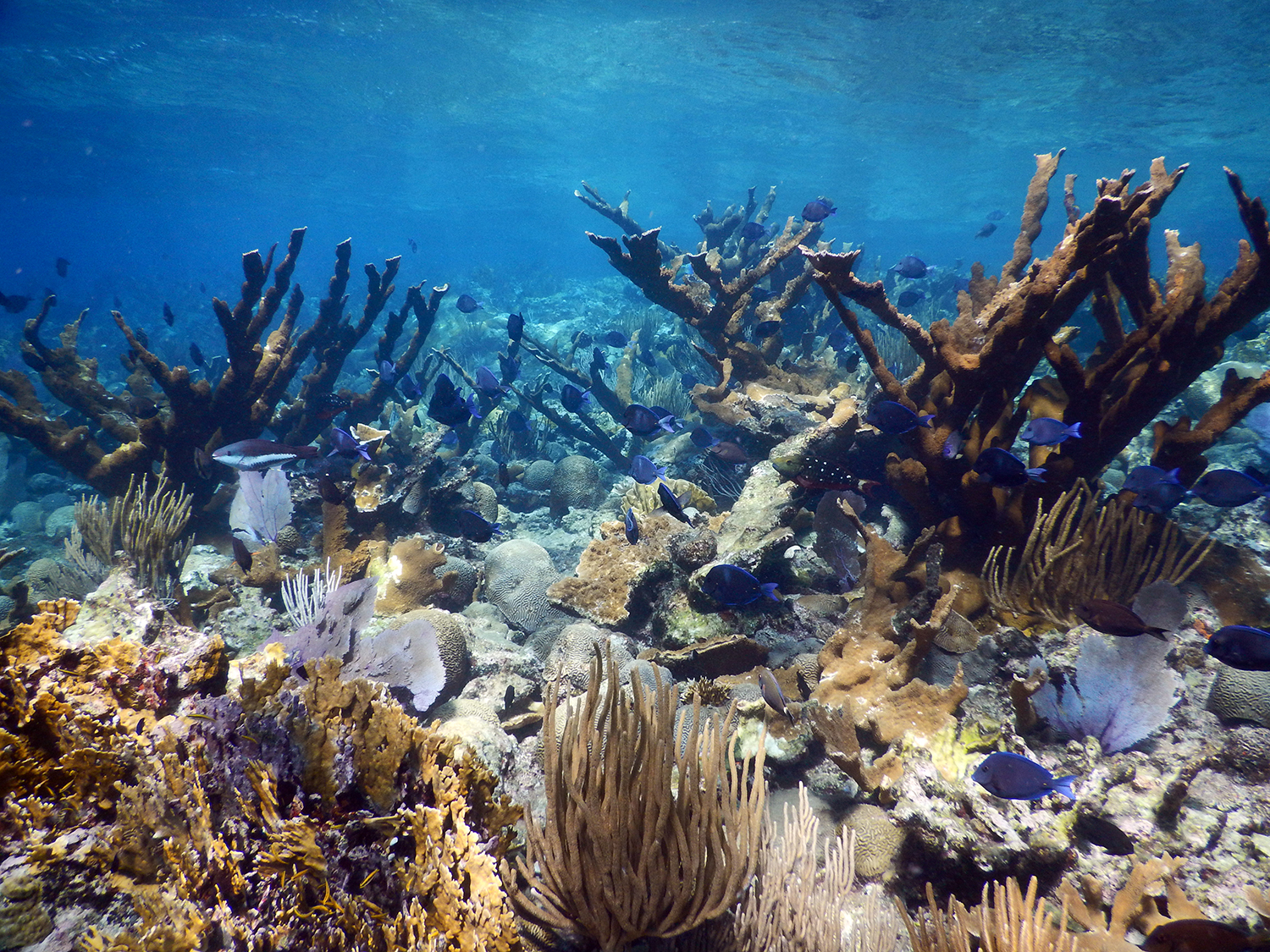 Коралловый риф отзывы. Коралл Элкхорн. Коралловые рифы глобальное потепление. Коралл выцветает. Коралловые рифы Карибского моря катастрофа.