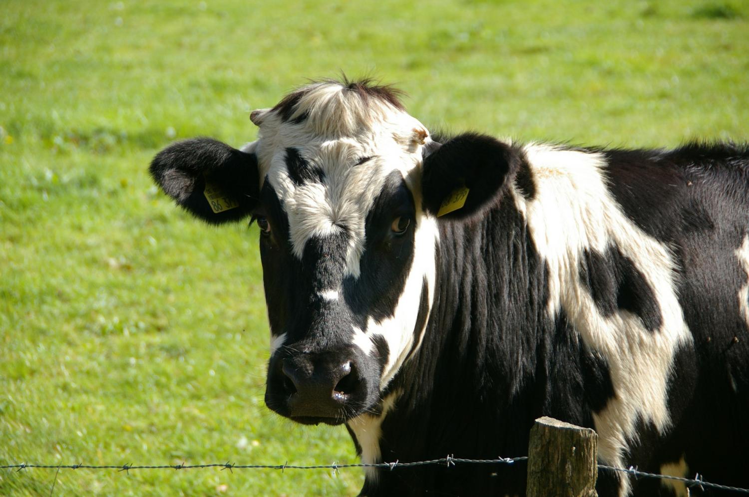 #A nutrition solution can help heat-stressed cows as US warms