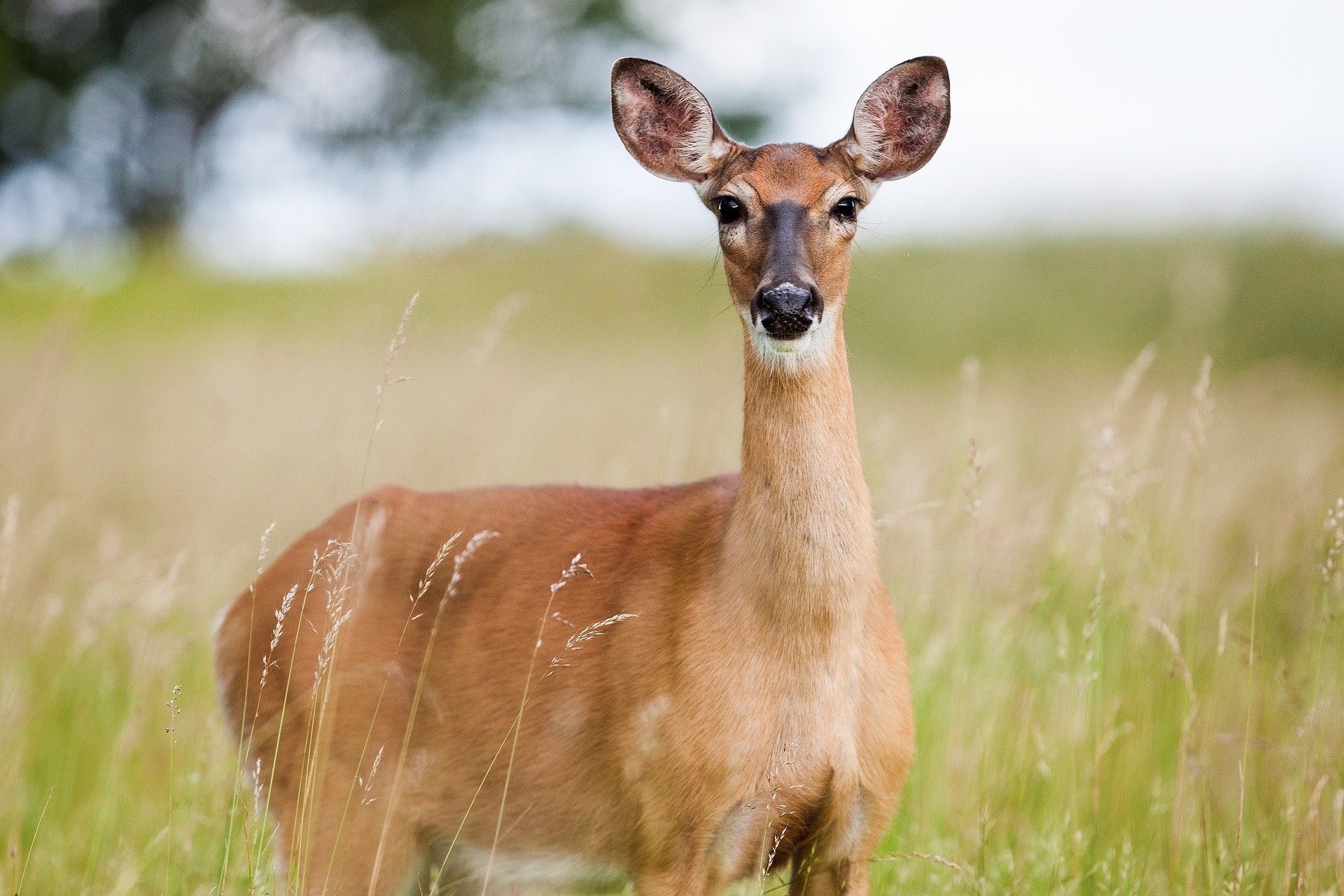 Deer prefer native plants leaving 