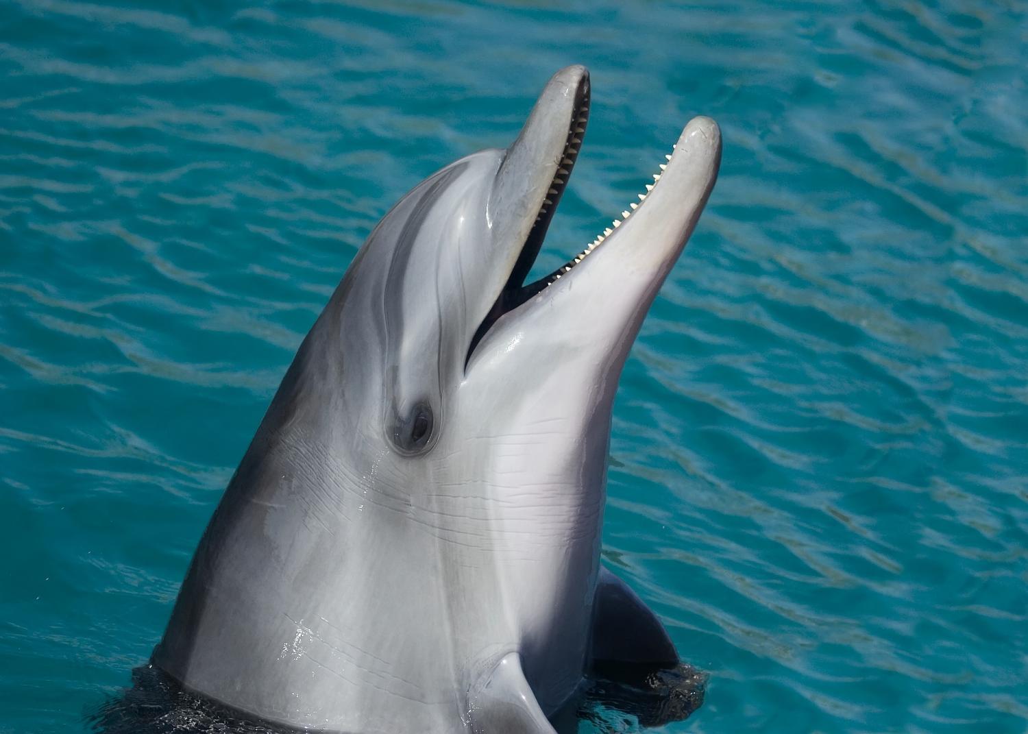Dolphin health check shows state of our oceans