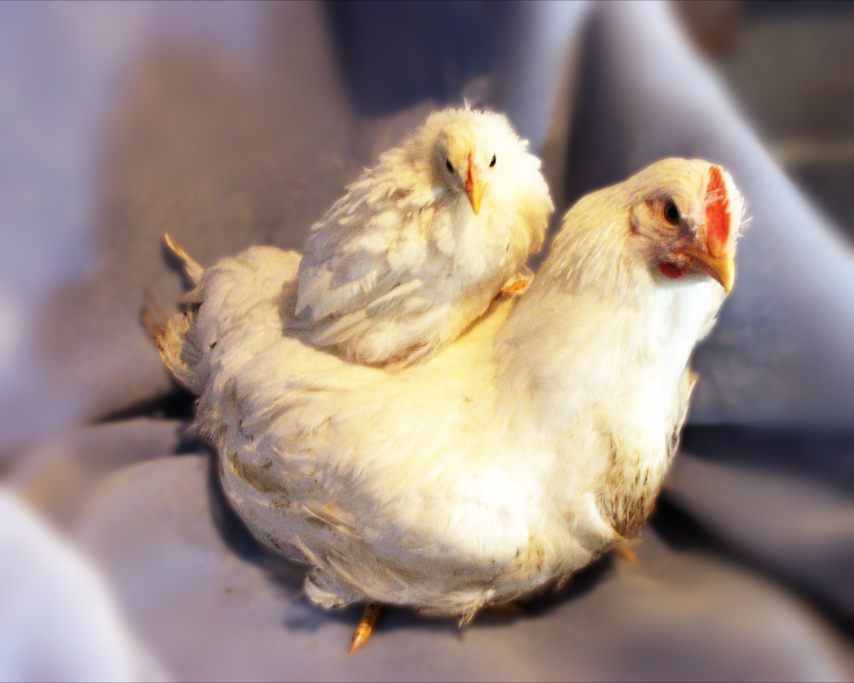 Scientists Hone In On Genetics Behind Chicken Weight Adaptation