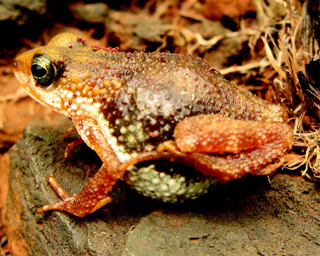 Земноводные живородящие. Живородящая жаба. Африканская живородящая жаба. Живородящая жаба Жабы. Nimbaphrynoides occidentalis.