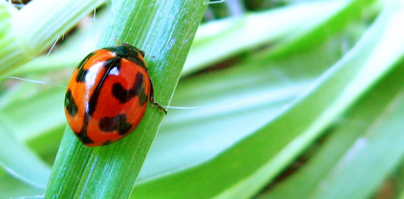 Five Reasons Not To Spray The Bugs In Your Garden