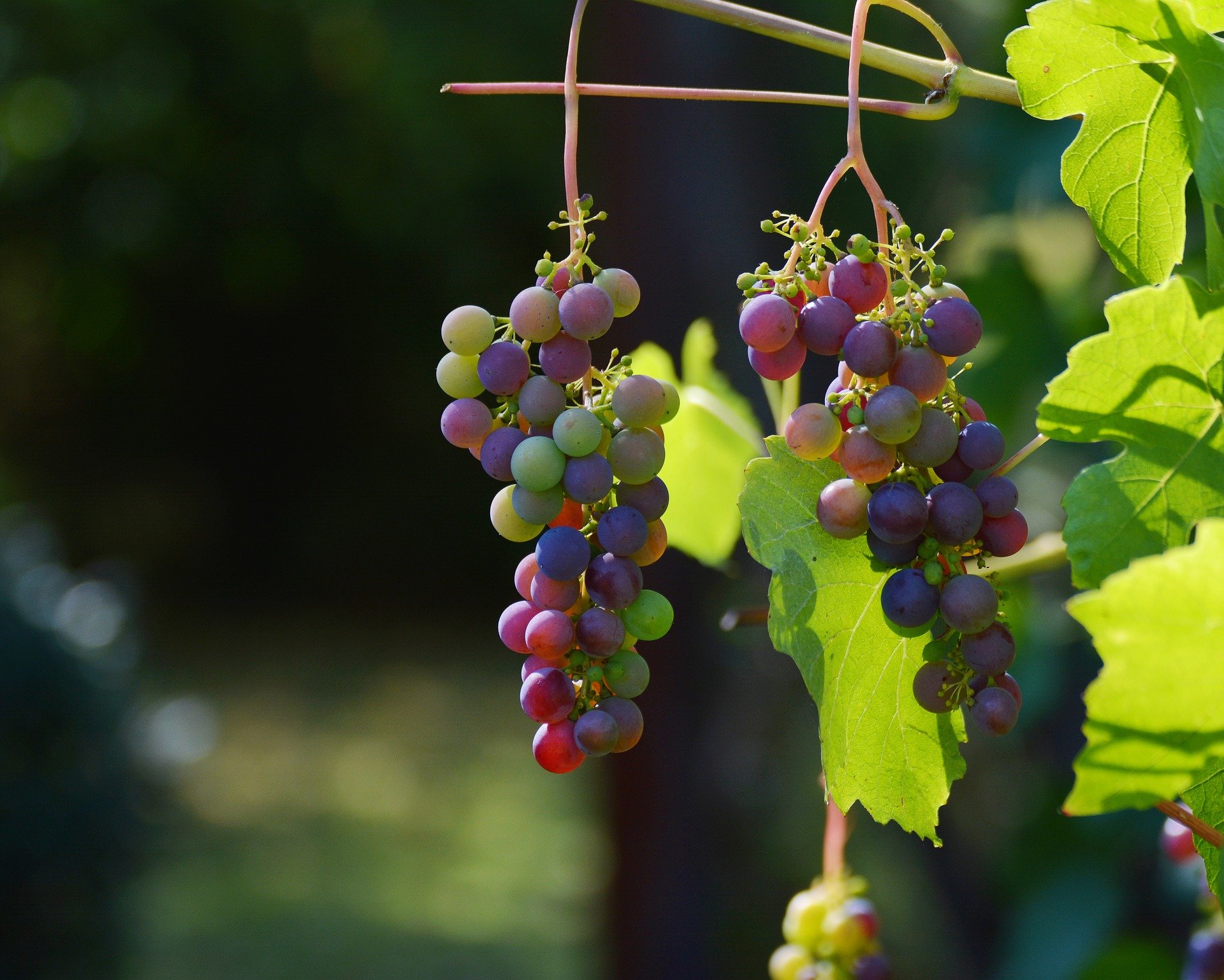 Delaying grapes from ripening effects in a lot more flavorsome wine