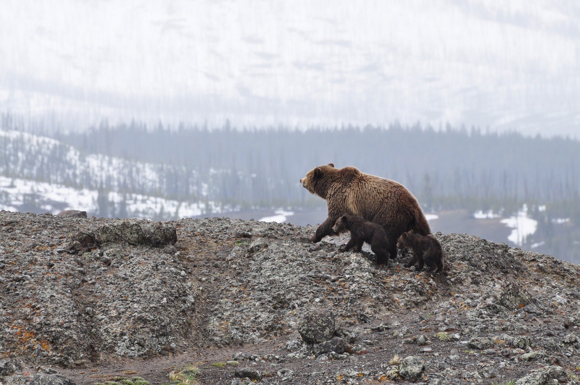 photo of Feds greenlight return of grizzly bears to Washington's North Cascades image