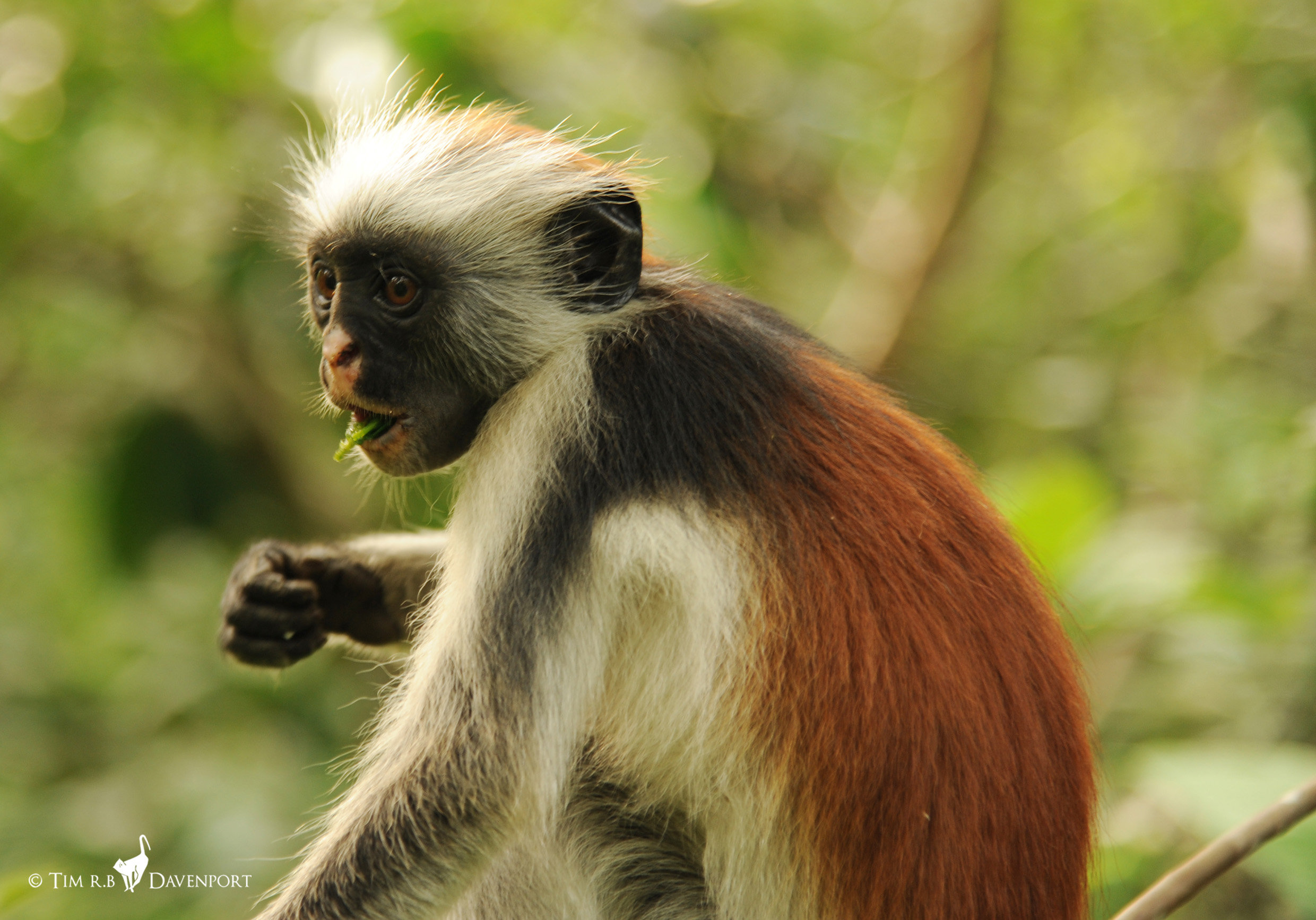 fast Hus Styre Hope for one of the world's rarest primates: First census of Zanzibar Red  Colobus monkey