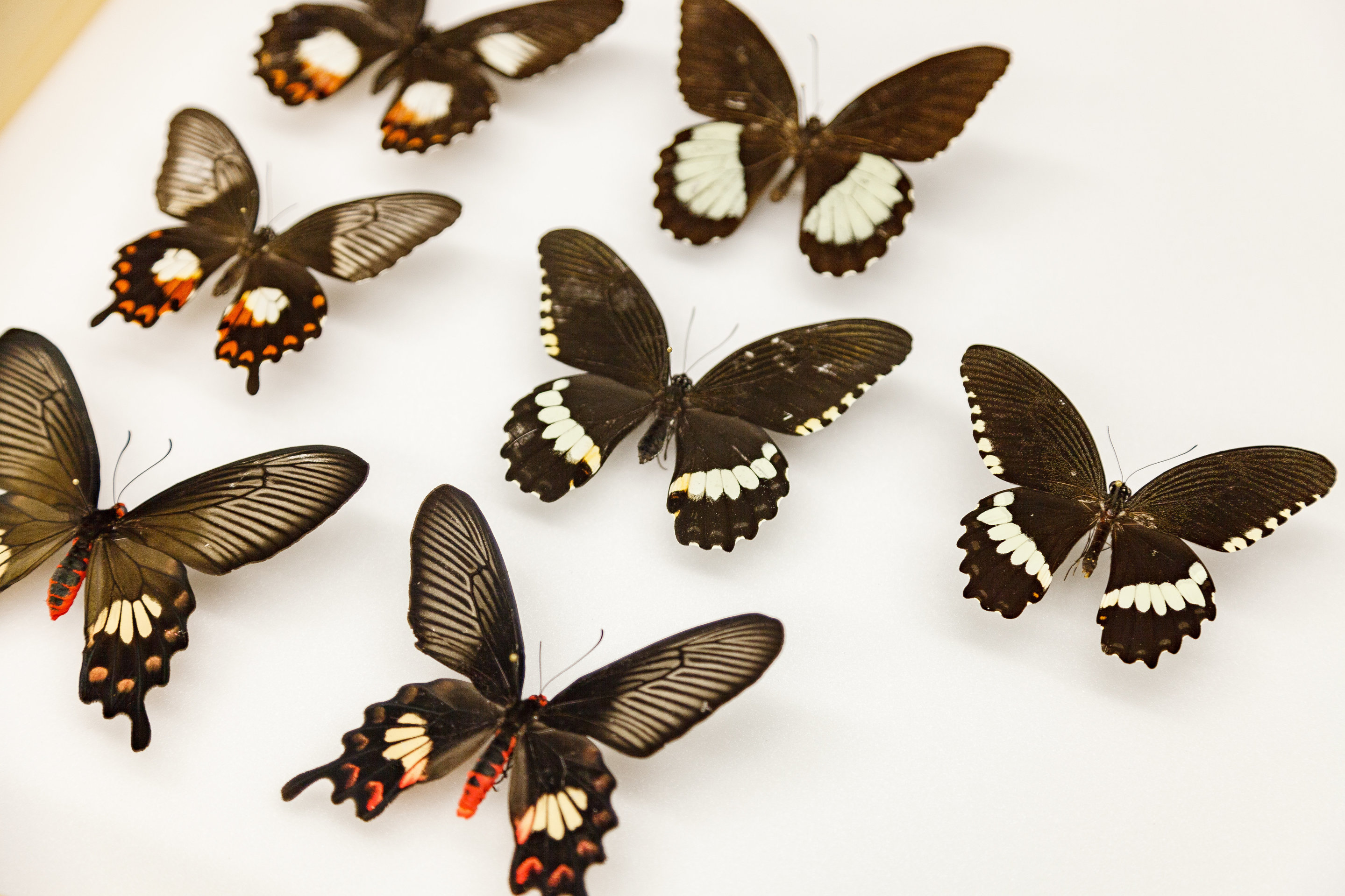 День изучения бабочки. Изучают бабочек. Наука о бабочках. Лепидоптерология. Наука изучающая бабочек.