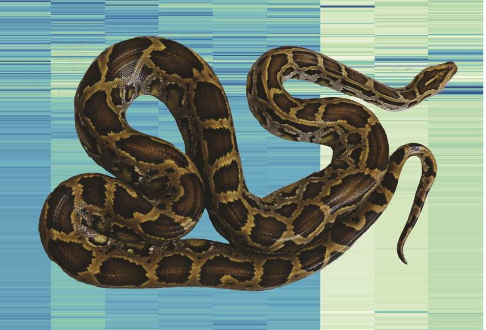 Эволюция змеи. Тигровый питон нормал. Геном змеи.