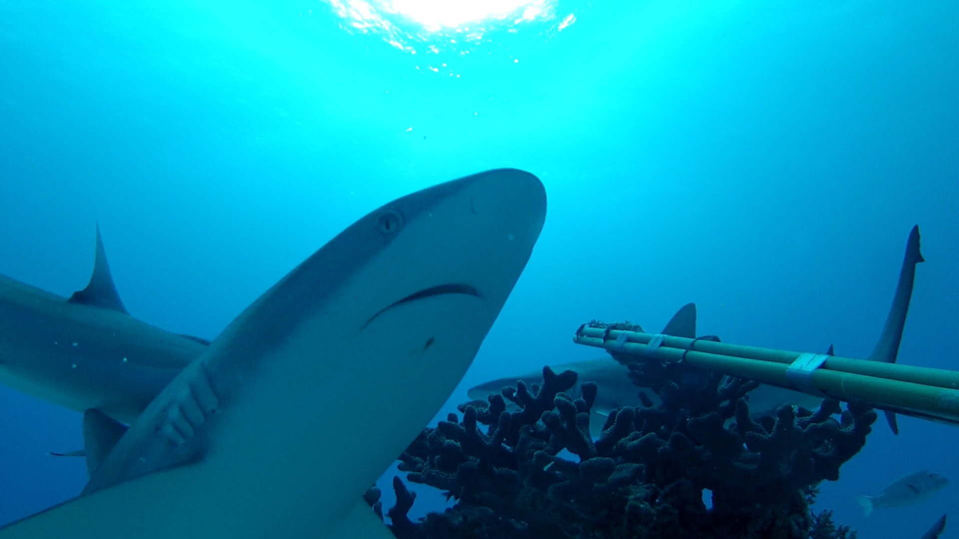 Humans—the disturbing neighbours of reef sharks
