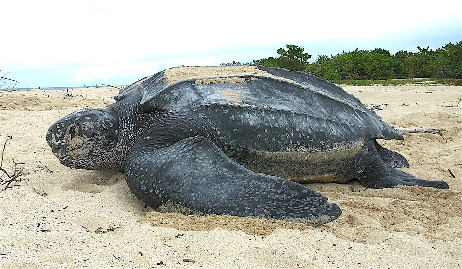 photo of Sea turtle nesting in Florida: Loggerheads, leatherbacks off to strong start image