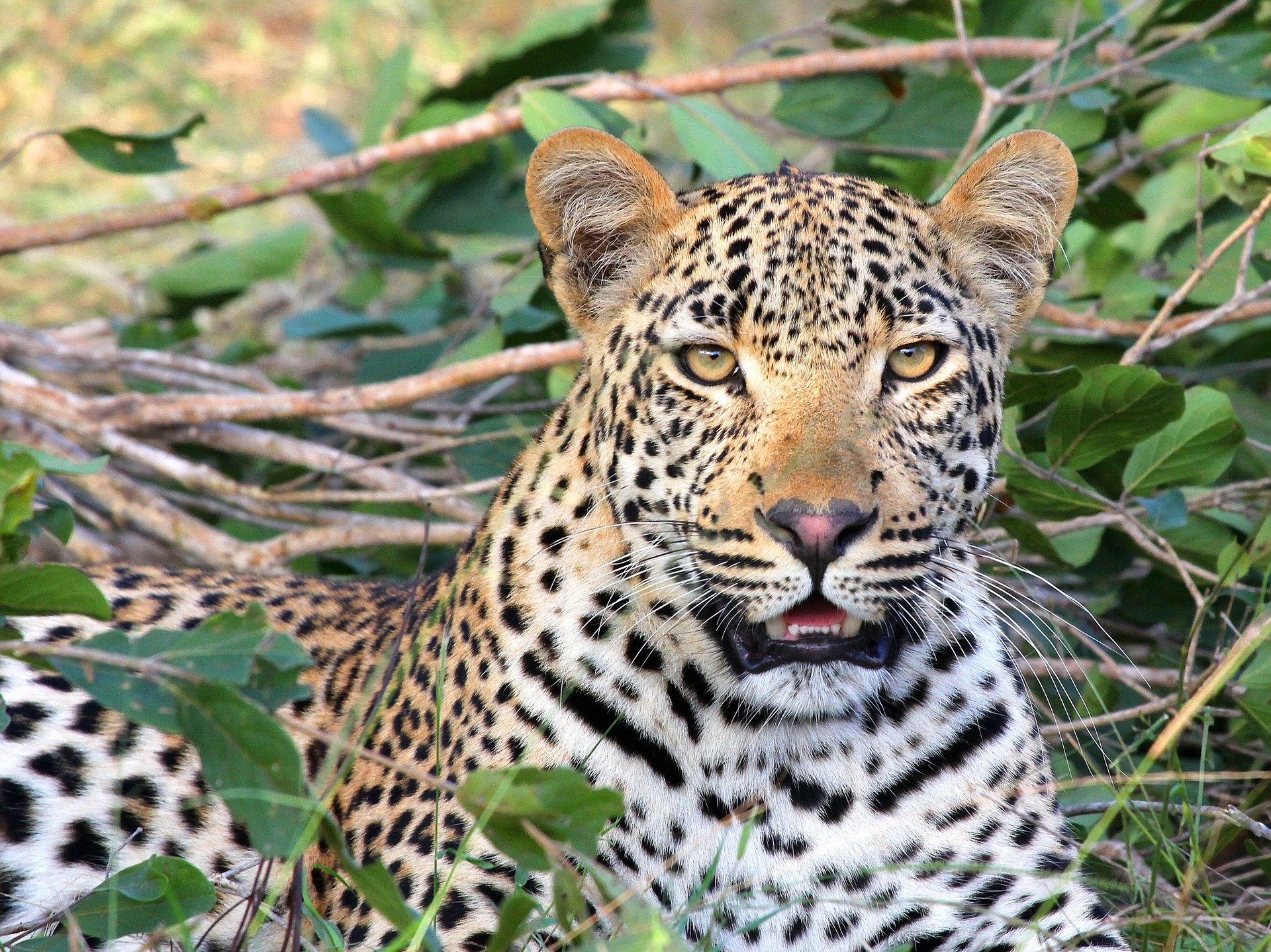 Leopard DNA study in South Africa traces ancestry to ice age—and will guide conservation
