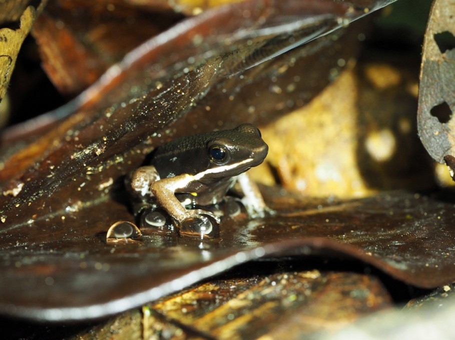 Male poison frogs become cannibals after taking over territories