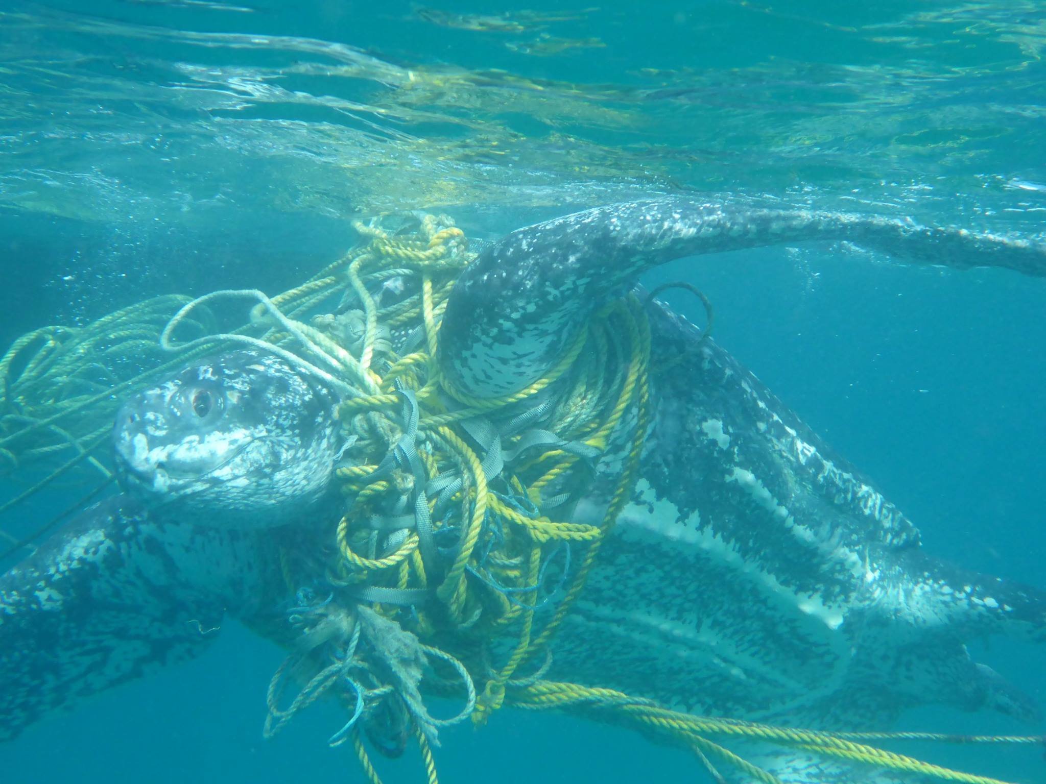 Marine turtles dying after becoming entangled in plastic rubbish