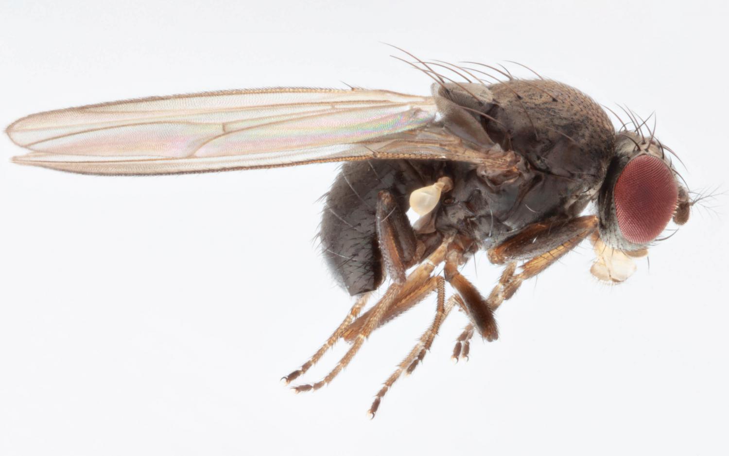Муха происхождение. Drosophila subobscura. Drosophila pseudoobscura. Дрозофила пашшаси.
