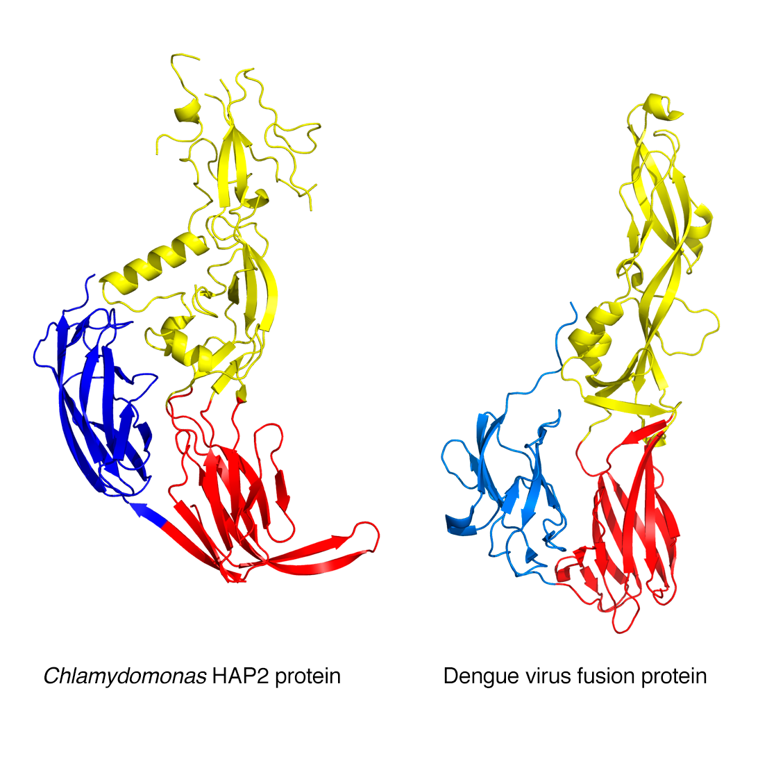 New Link Found Between Sex And Viruses 5749