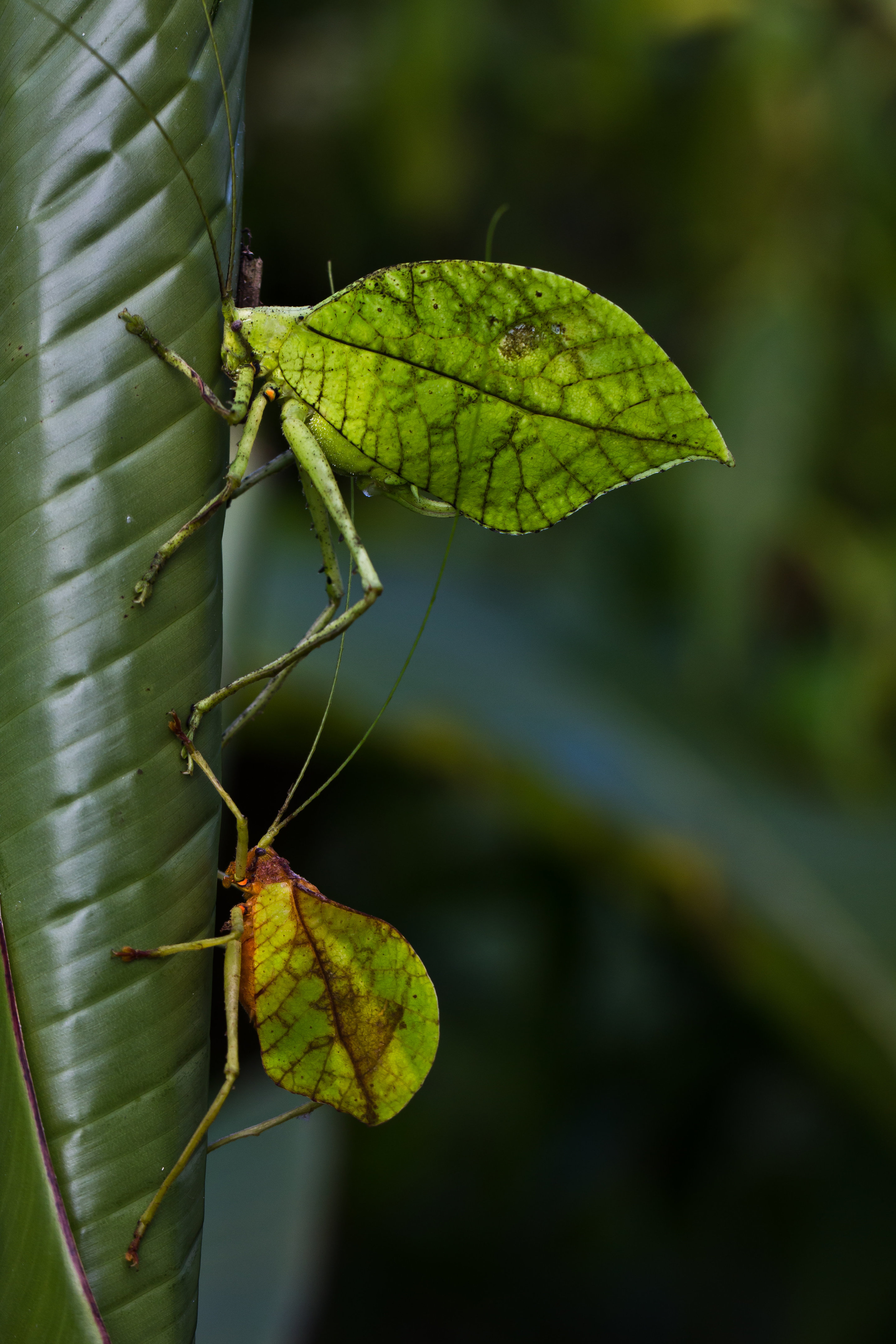 New insect species mimics dead leaves for camouflage