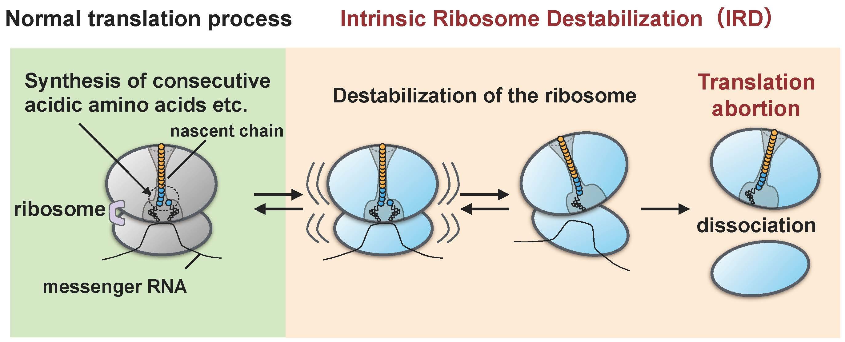 Protein Synthesis by ribosomes. Subunit of ribosomes. Process transpeptidation on a ribosome. Destabilize.