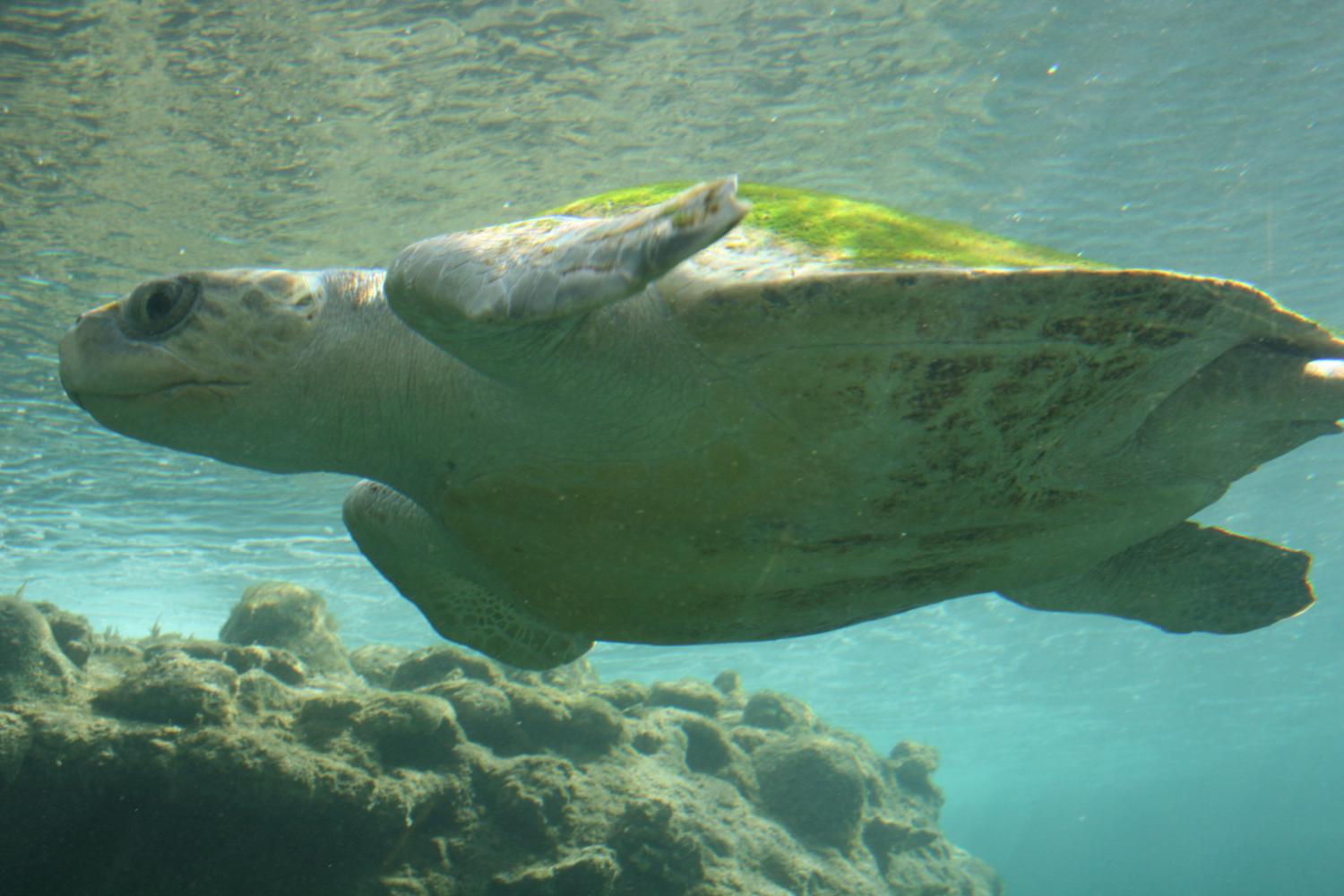 Plastic creates 'evolutionary trap' for young sea turtles