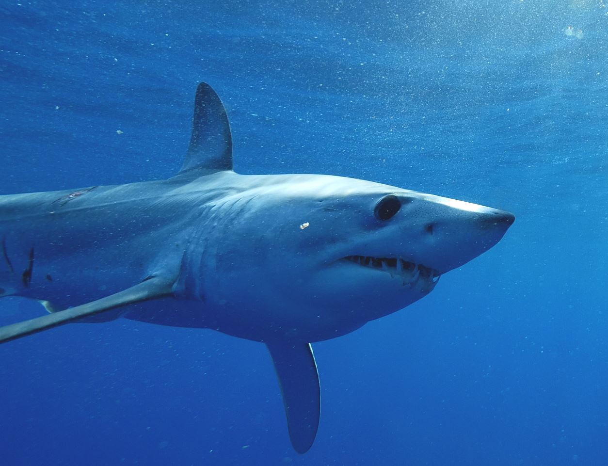 Акула мако опасна ли для человека. Акула мако. Акула акула мако. Акулы-мако подвиды. Скорость плавание акула мако.