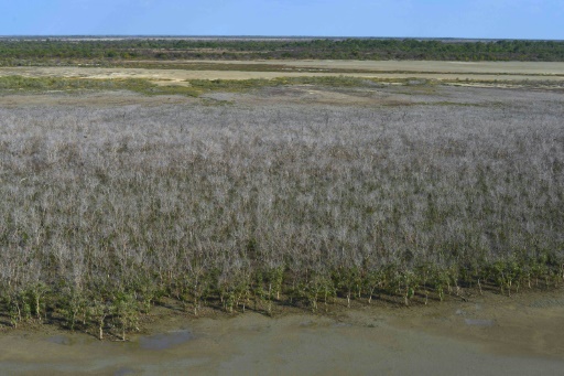 Huge swathe of Australian mangroves 'die of thirst'