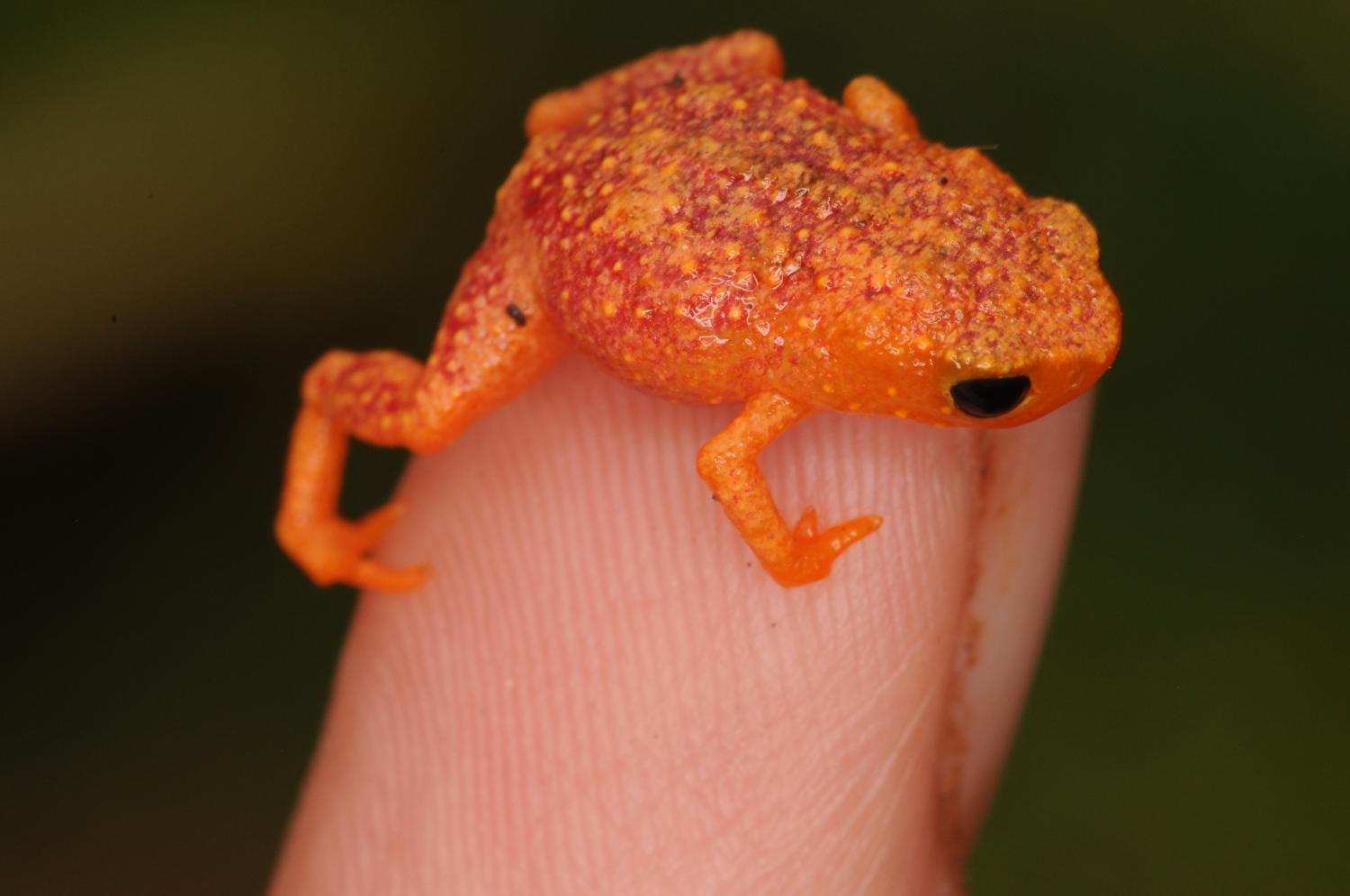 Оранжевая жаба