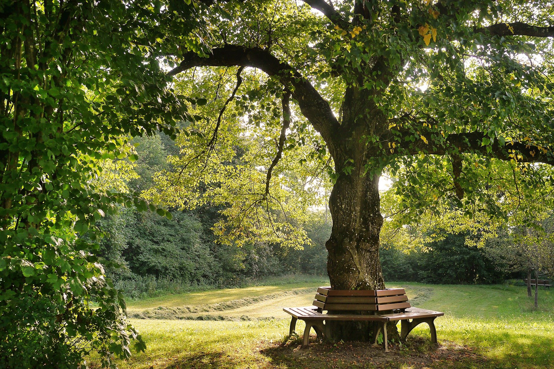 Под тенью дерева. Дерево Утун Геншин. Деревья в саду. Скамейка под деревом в парке. Деревья в парке.