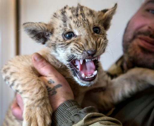 baby ligers and tigons