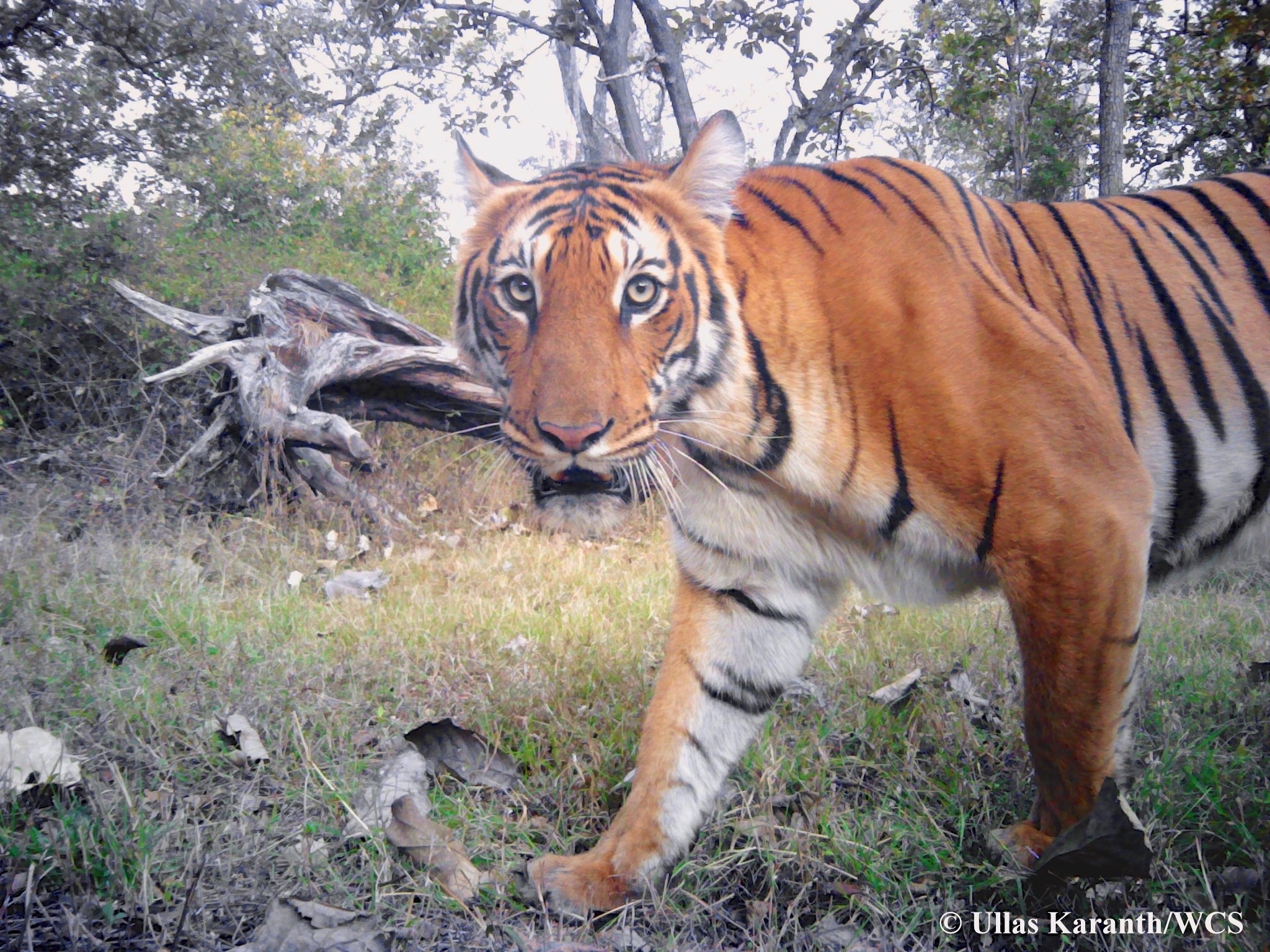 How Technology is Helping to Monitor Bengal Tiger Population in India