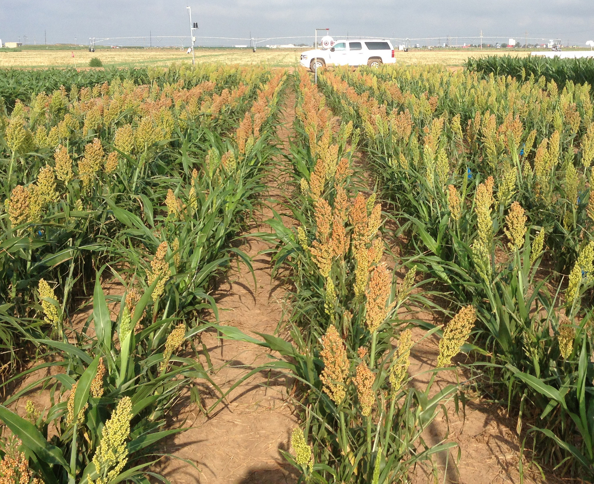 Water Use Drought tolerant Hybrids Still Key To Dryland Crop Production