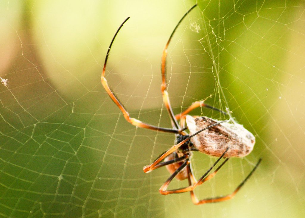 Spider web's secrets could lead to stronger glues