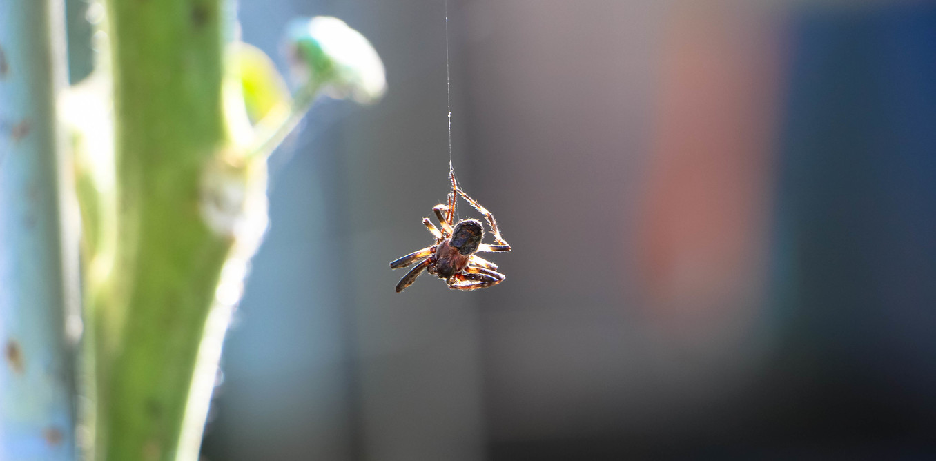 Why abseiling spiders don't spin out of control—new research