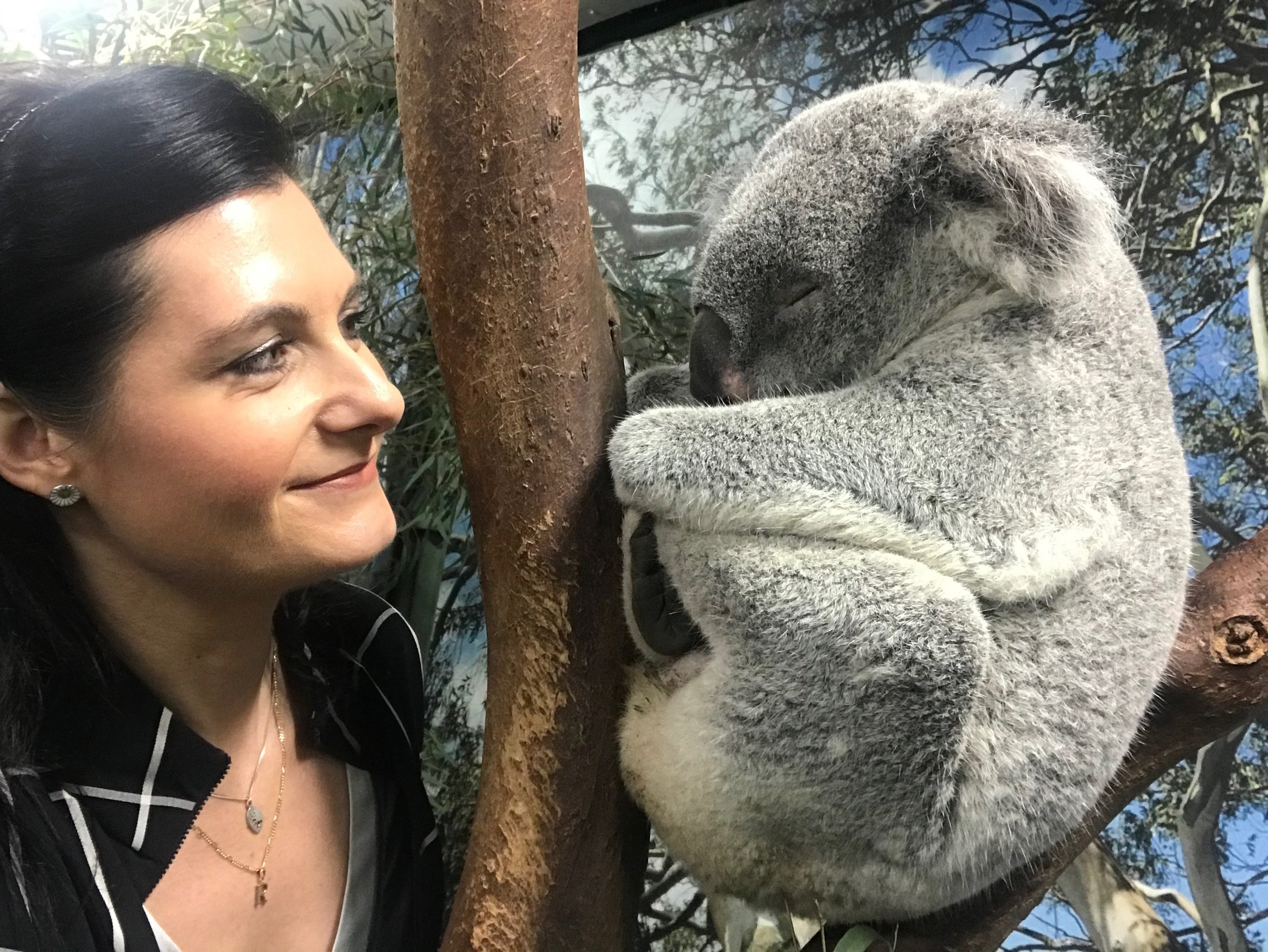 Ребекка Джонсон. Бьюла коале. Фото Андреевой с коалой. Алекс коал