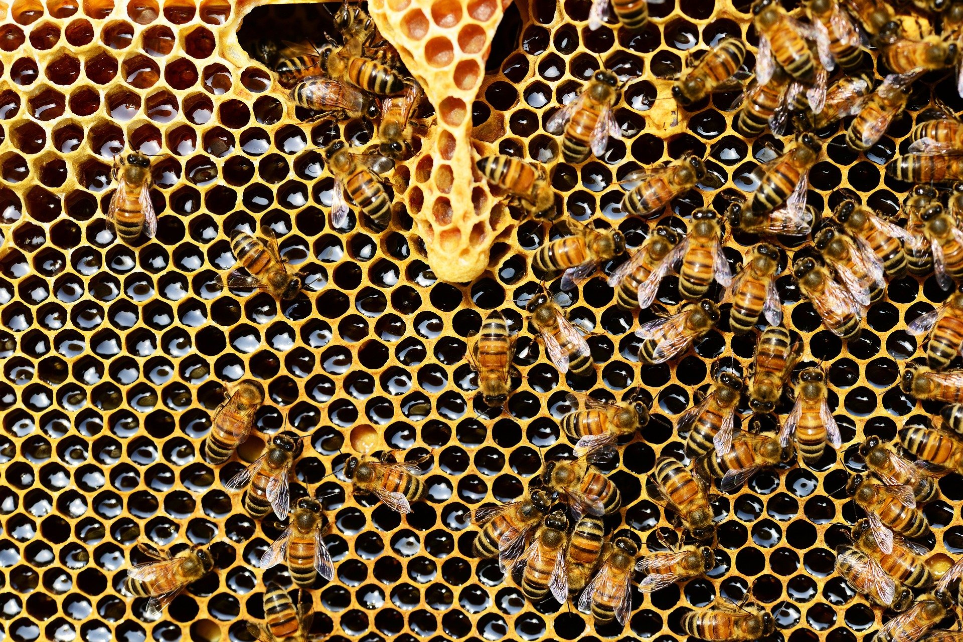 Where did western honey bees come from? New research finds the sweet spot