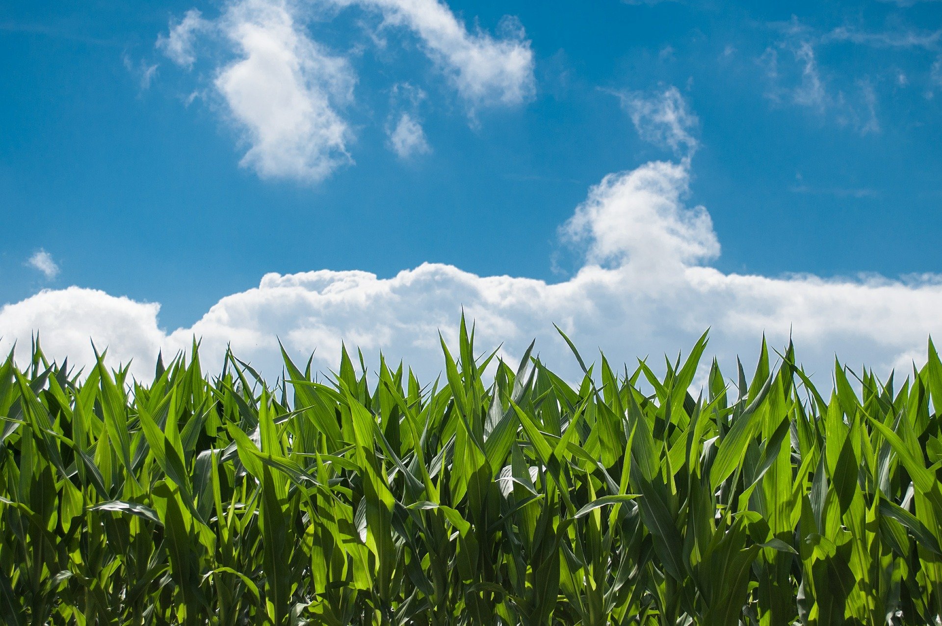 Study predicts decrease in corn yield and improved cover crop efficiency in leading state