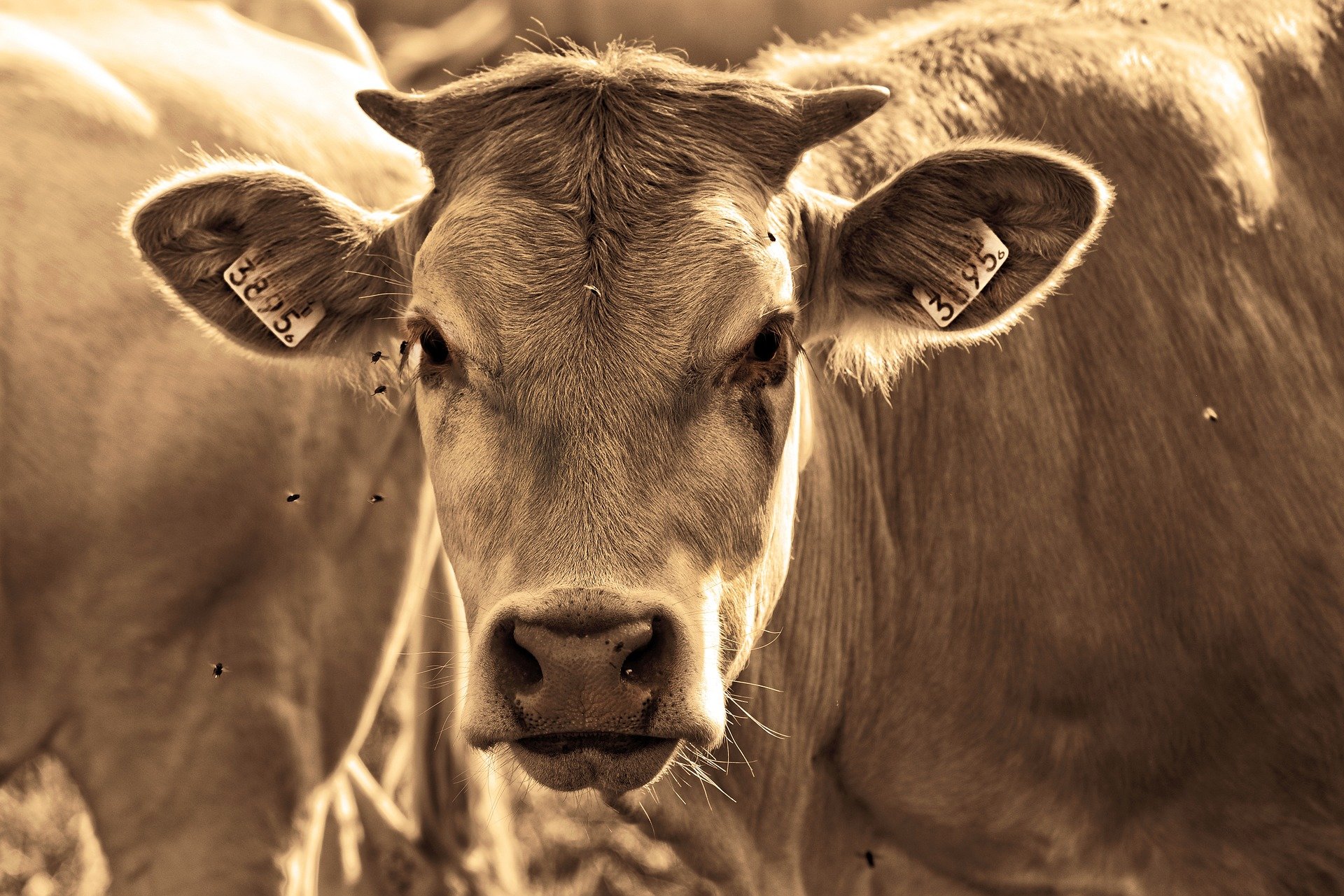  Mad  cow  disease found on Scottish farm govt
