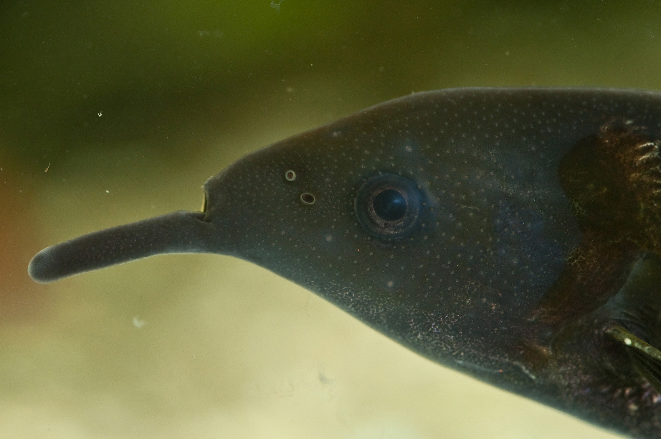 Electro-sensing ability of African elephantnose fish shows