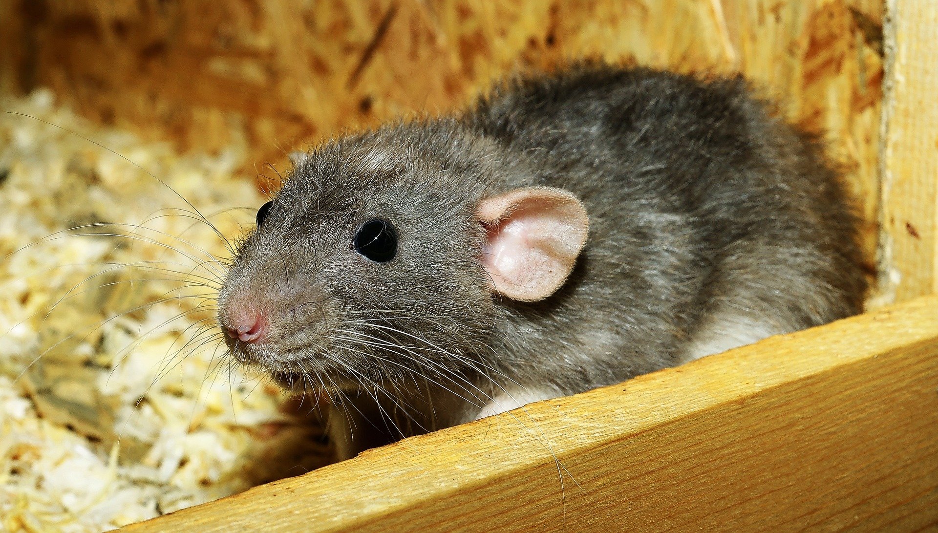 Rats have an imagination, new research finds