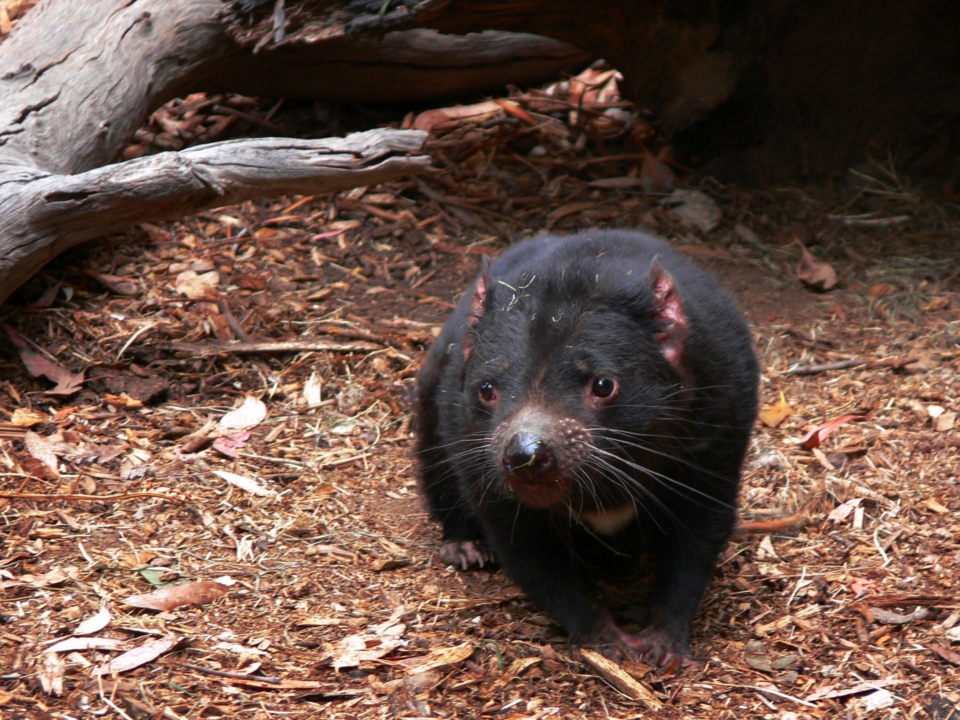 Tasmanian devils 'adapting to coexist with cancer' - BBC News