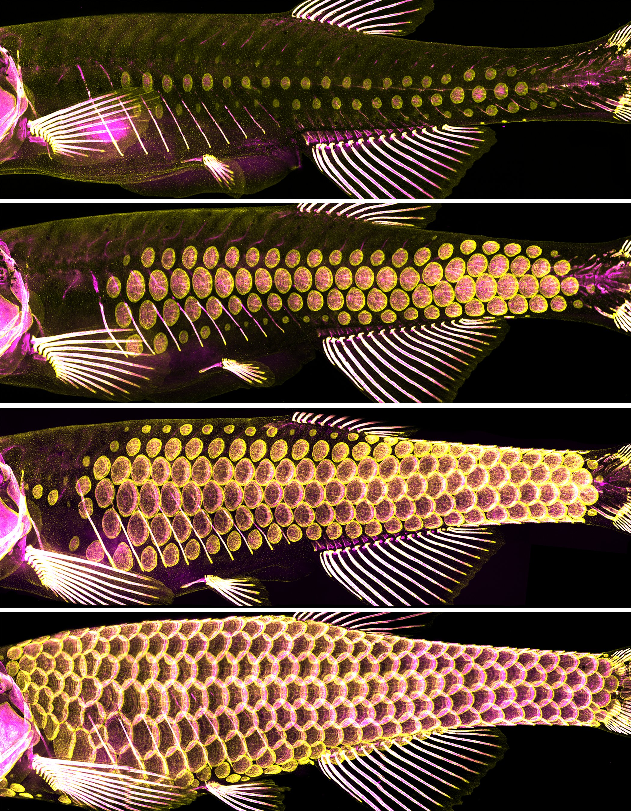 The ancient armor of fish—scales—provide clues to hair, feather