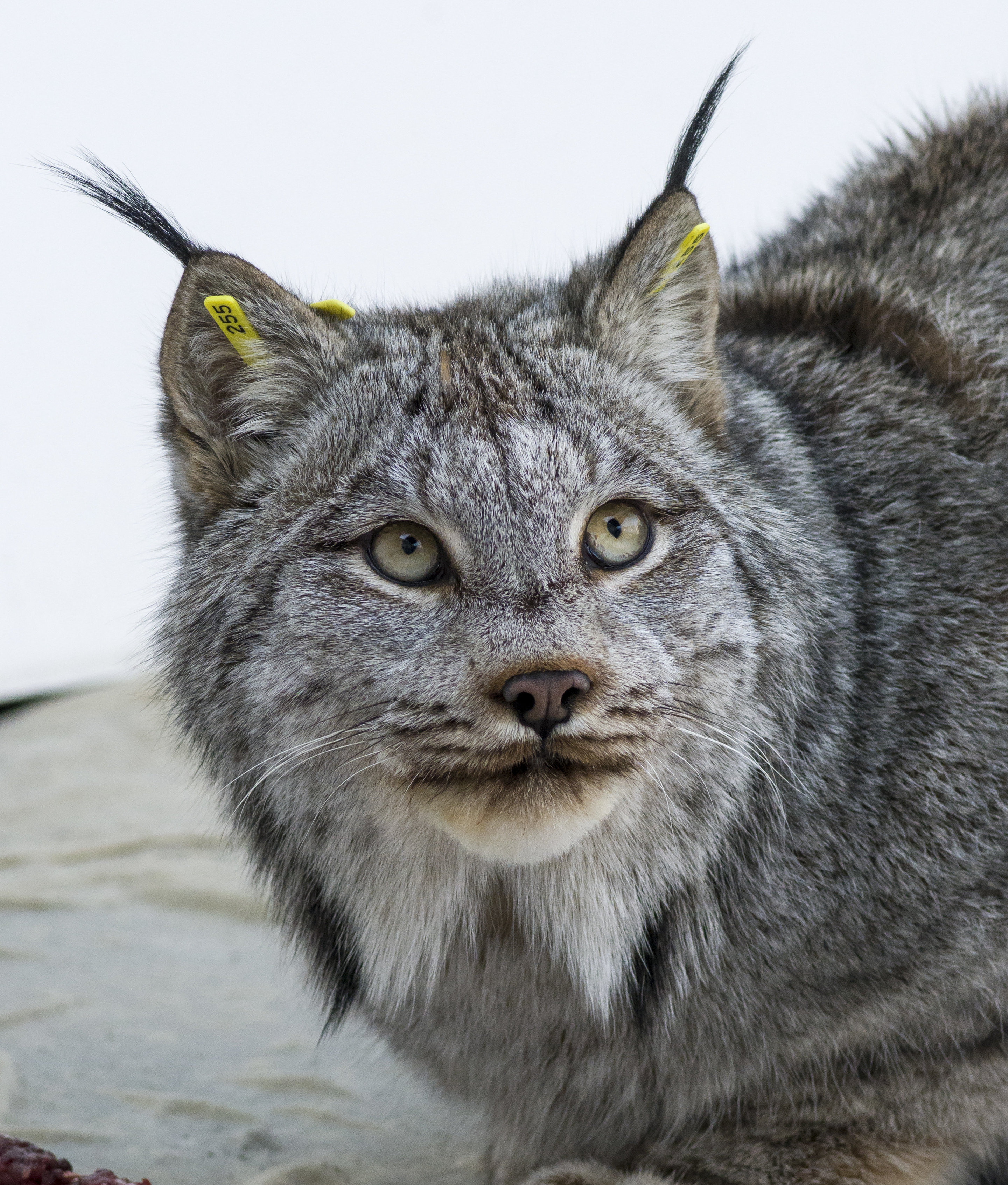 Lynx (Lynx canadensis), Minnesota Mammals